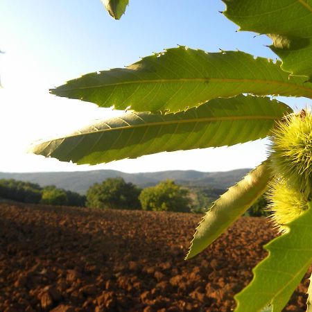 Agriristoro Podere S. Andrea Massa Marittima Luaran gambar