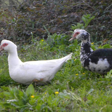 Agriristoro Podere S. Andrea Massa Marittima Luaran gambar