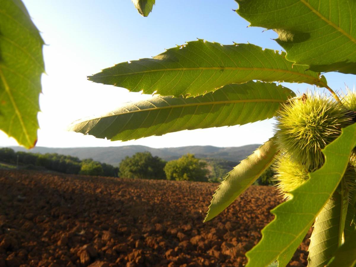 Agriristoro Podere S. Andrea Massa Marittima Luaran gambar