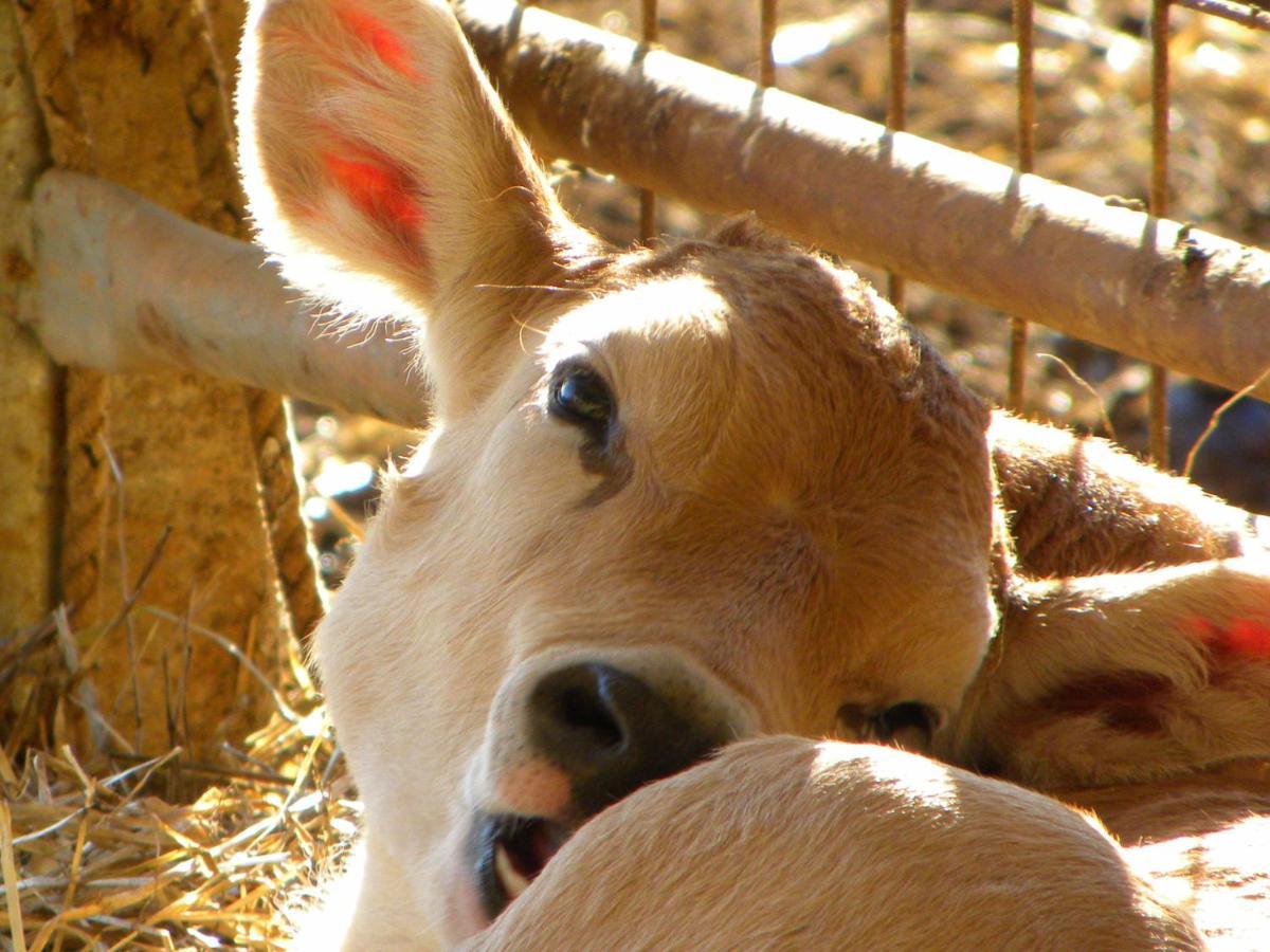 Agriristoro Podere S. Andrea Massa Marittima Luaran gambar