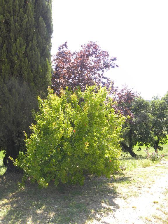 Agriristoro Podere S. Andrea Massa Marittima Luaran gambar